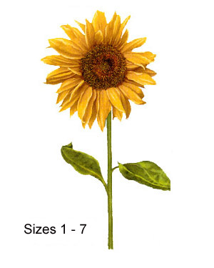 Sunflower - Flower Stems