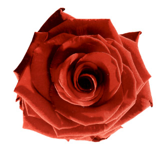 Flower Bloom - Red Rose