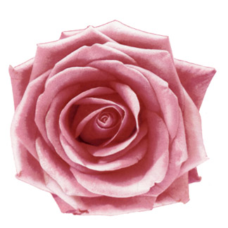 Flower Bloom - Pink Rose