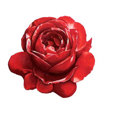 Flower Blossoms - Red Rose