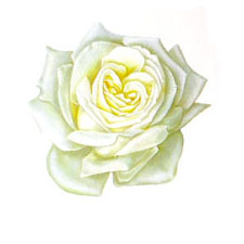 Flower Blossoms - White Rose