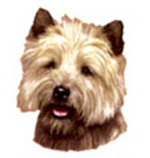 Dogs - Cairn Terrier