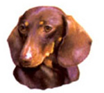 Dogs - Red Dachsund