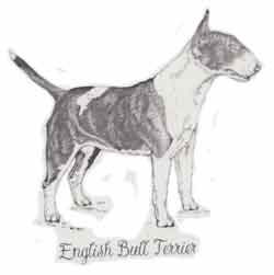 English Bull Terrier Black & White