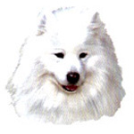 Dogs - Samoyed Bits