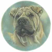 Dogs - Shar Pei