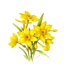 Flowers of the Months - March-Jonquils