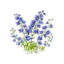 Flowers of the Months - July-Larkspurs