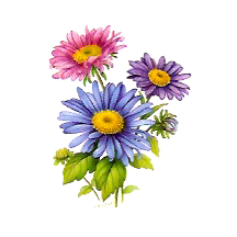 Flowers of the Months - September-Asters