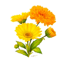 Flowers of the Months bits- October-Calendulas Bits