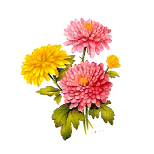 Flowers of the Months - November-Chrysanthemums