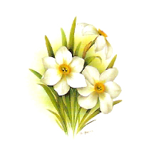 Flowers of the Months - December-Narcissus