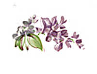 Lilac Mist Floral Flowers