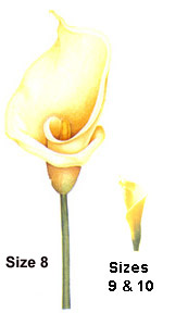 Cala Lily