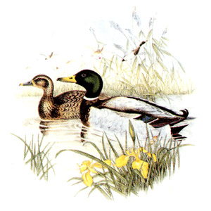 Duck Mallard