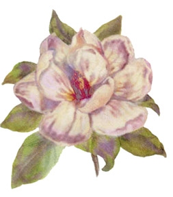 Magnolia - Watercolored