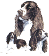 Springer Spaniel