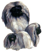 Dogs - Pekingese