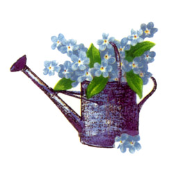 Blue Forget-Me-Nots Flowers in a Watering Can