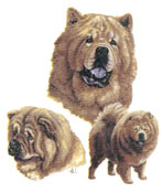 Dogs -  Chow Chow