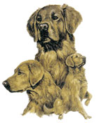 Dogs - Golden Retriever