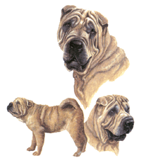 Dogs - Shar-pei