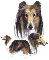 Dogs - Collie