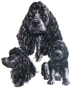 Dogs - Cocker Spaniels - Black