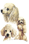 Dogs - Poodle Apricot