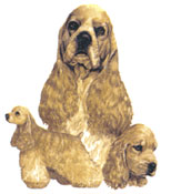 Dogs -  Buff Cocker Spaniel