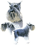 Dogs -  Schnauzer