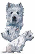 Dogs -  West Highland Terrier