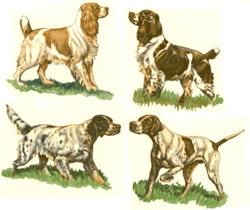 Springer Spaniel Hunting Dogs