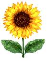 Sunflower - Can be used on dark colors