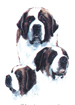 Dogs - St  Bernard