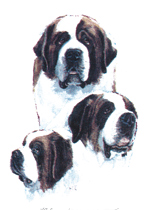 Dogs - St  Bernard