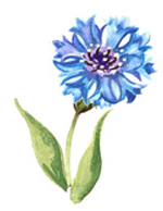 Cornflower-Blue