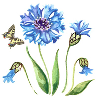 Cornflower with Butterfly - Blue