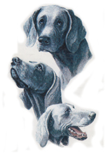 Dogs - Weimaraner and Westie