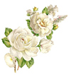 White Roses