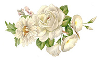 White Roses