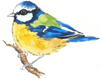 Blue Tit Bird