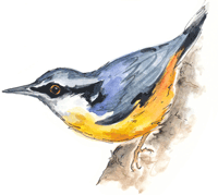 Nuthatch Bird