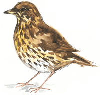 Thrush Bird