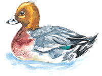 Widgeon Duck