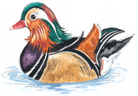 Mandarin Duck