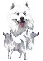 Dogs - Samoyed