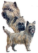 Dogs - Bull Terrier-White and Cairn Terrier