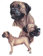 Dogs - Bull Mastiff