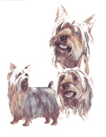 Dogs - Silky Terrier